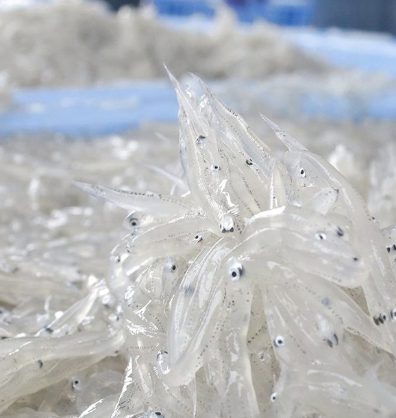 シラスのイメージ