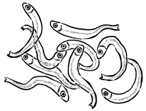 しらすのあしらい